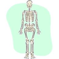 Explication complète de l anatomie du dos